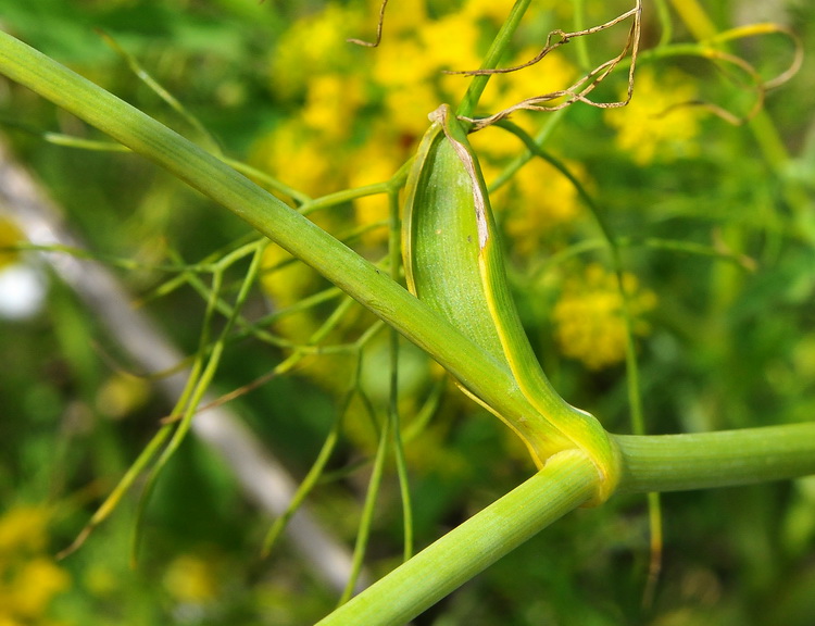 Anethum graveolens ? - Aneto